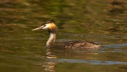 great crested grebe c_DSC0084.jpg