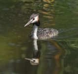 great crested grebe c_DSC0091_1.jpg