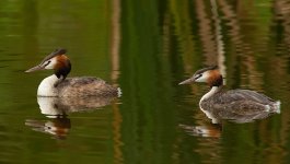 great crested grebes breed c_DSC9979.jpg