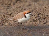 red capped plover nw_DSC7774.jpg