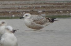 Simons Caspian Gull DSC00349.JPG