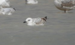 Simons Caspian Gull DSC00356.JPG