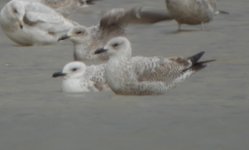 Simons Caspian Gull DSC00367.JPG