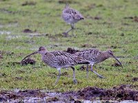 IMG_0234_Curlew.jpg