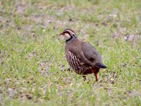 IMG_0249_Red-legged Partridge.jpg