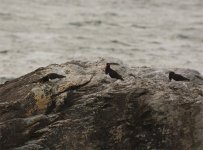 Oystercatcher 2.jpg