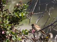 Tit-spinetail 4.jpg