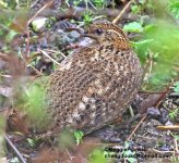 Temmnicks tragopan.jpg