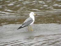 Black-tailed Gull 3124.jpg