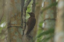 Rufous Woodpecker.jpg