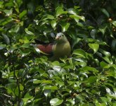 Thick Billed Pigeon.jpg