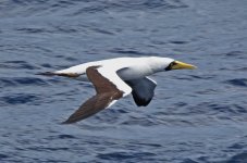 gannet.jpg