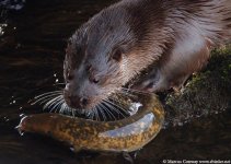 otter lamp720lq.jpg