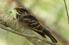 laregTailedNightjar1.jpg