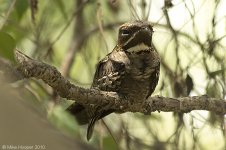 largeTailedNightjar2.jpg