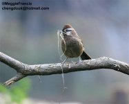 white browed laughingthrush 1.jpg