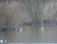 Red Crested Pochard upton.JPG