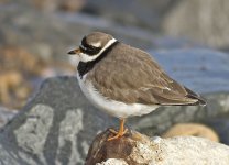 Ringed Plover.jpg