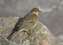 Rock Pipit.jpg