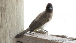 Pycnonotus barbatus_dark capped bulbul_05.jpg