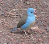 Uraeginthus bengalus_Red-cheeked Cordon-bleu?_02.jpg