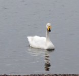 Whooper Swan 3.jpg