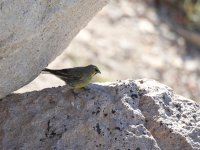 Yellow bridled Finch 3.jpg