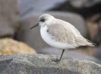 Sanderling.jpg