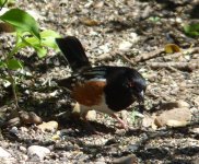 P1000317WW_Spotted Towhee.jpg