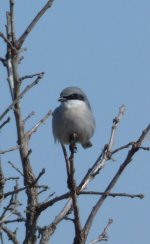 Loggerhead Shrike.jpg