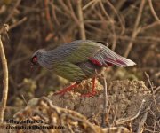 blood pheasant.JPG