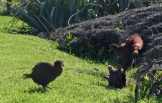 Weka fighting med 7467.jpg