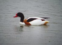 Shelduck drake (2).jpg