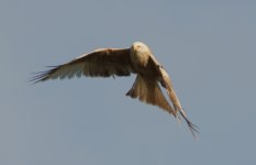 white red kite02.jpg