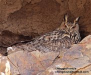 eagle owl.jpg