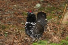 Spruce Grouse.jpg