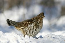 Ruffled Grouse can 1.jpg