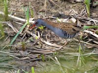 IMG_3928_Water Rail.jpg