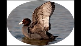 Coot Wing.jpg