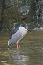 bc night heron breed D90 TLS raw_DSC0094.jpg