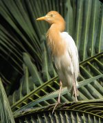 cattle egret breed S90 iso200 IMG_1036.jpg