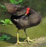 moorhen S90 iso200 nw IMG_0922.jpg