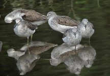 greenshanks roost S90  nwIMG_1364.jpg