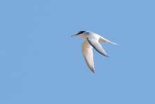 little tern.jpg