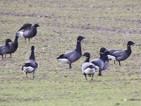 IMG_0373_Brent Goose.jpg