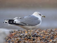 IMG_0528_Common Gull in the gale.jpg