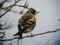 Brambling10.jpg