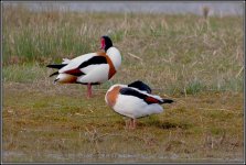 Shelduck-2.jpg