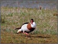 Shelduck.jpg