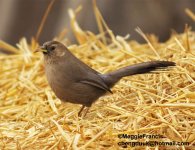 plain laughingthrush.JPG